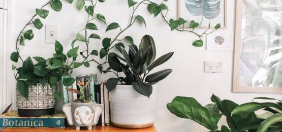 House plants and books