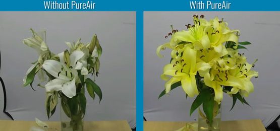 Airius PureAir Series Extending the shelf life of fresh flowers